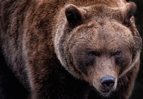 urso pelado|Mais de 10.000 imagens grátis de Urso Peludo e Urso